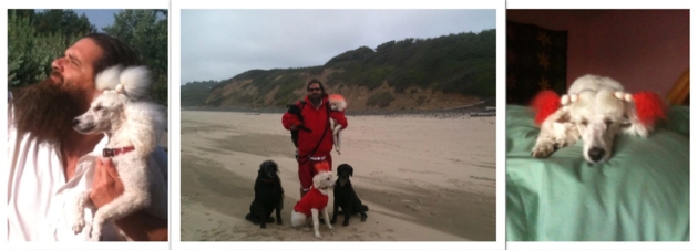 Owner, Ronnie, with his pack of poodles!